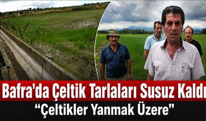 Bafralı çeltik üreticilerinden Su Çağrısı: “Çeltikler Yanmak Üzere”