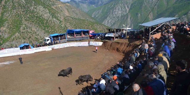 Artvin’de boğa güreşleri festivalleri başladı