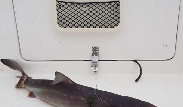 Köpekbalığı balıkçının oltasına takıldı!