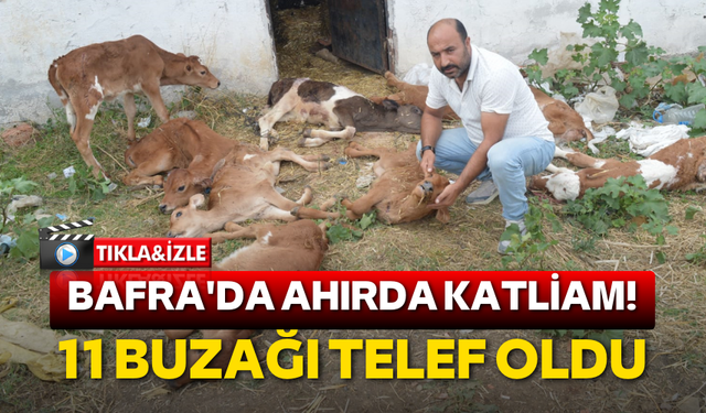 Bafra'da ahırda katliam! 11 Buzağı telef oldu
