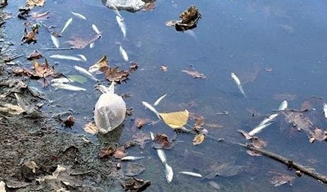 Balık ölümlerinin nedeni oksijen yetersizliği!