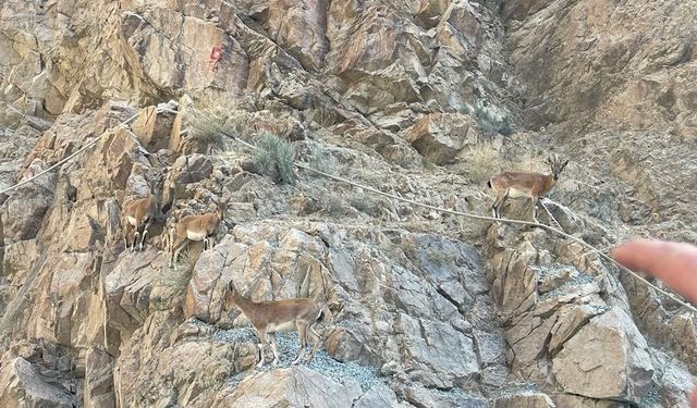 Yusufeli Barajı sahası yaban keçilerinin uğrak noktası oldu