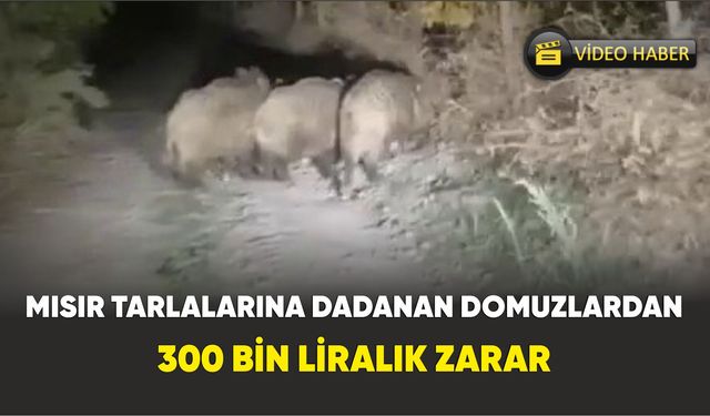 Mısır tarlalarına dadanan domuzlardan 300 bin liralık zarar