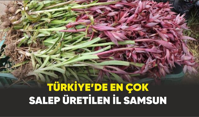 Samsun; Türkiye’de en çok salep üretilen il oldu