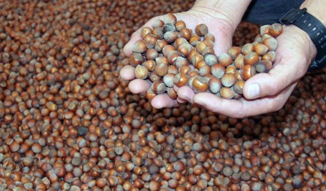 Fındık fiyatı 100 TL istikrarını sürdürmeye devam ediyor