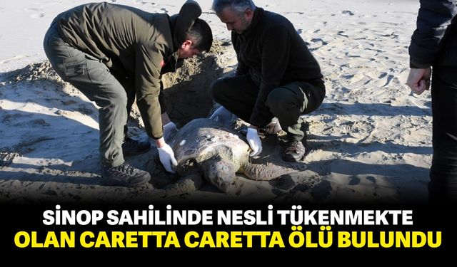 Sinop sahilinde nesli tükenmekte olan caretta caretta ölü bulundu