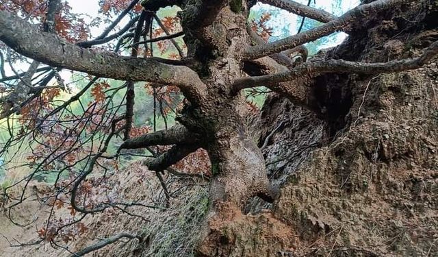 Manisa'da yaşlı meşe ağacı ilgi odağı oldu