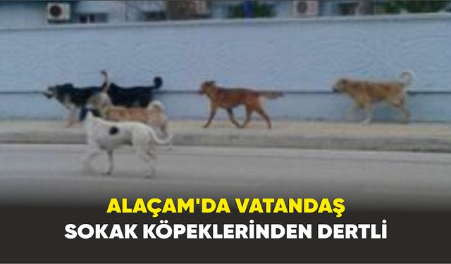 Alaçam'da vatandaş sokak köpeklerinden dertli