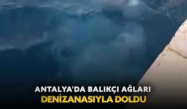 Antalya’da balıkçı ağları denizanasıyla doldu