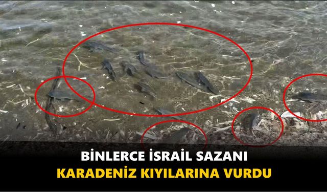 Binlerce İsrail sazanı Karadeniz kıyılarına vurdu