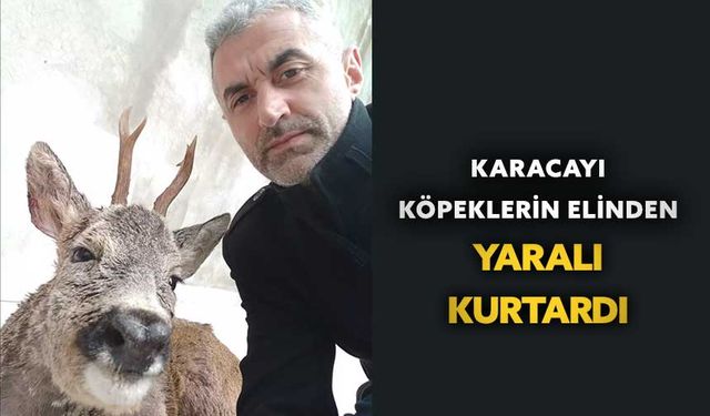 Karacayı köpeklerin elinden yaralı kurtardı