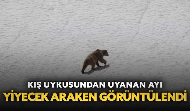 Kış uykusundan uyanan ayı yiyecek ararken görüntülendi