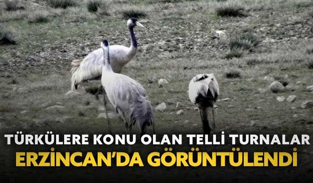 Türkülere konu olan telli turnalar Erzincan’da görüntülendi