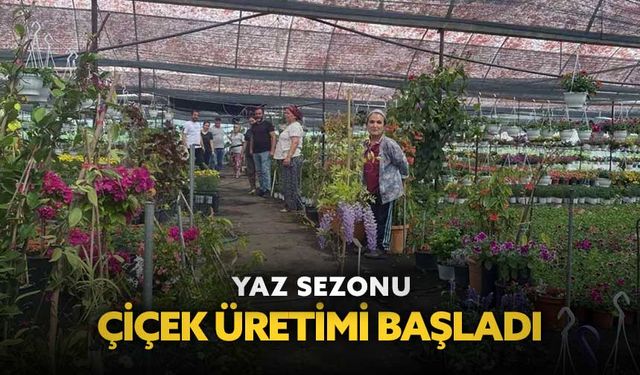 Yaz sezonu çiçek üretimi başladı