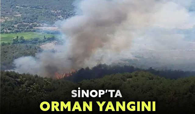 Sinop’ta orman yangını