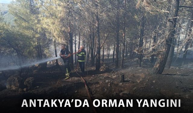 Antakya’da orman yangını