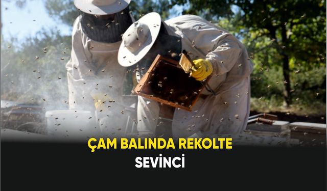 Çam balında rekolte sevinci