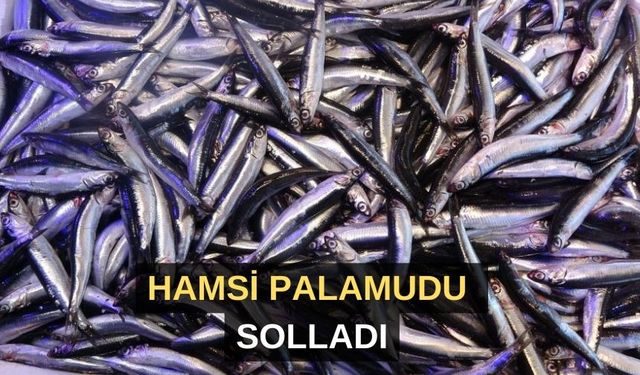 Hamsi tezgahta yenildiği palamudu ihracatta solladı