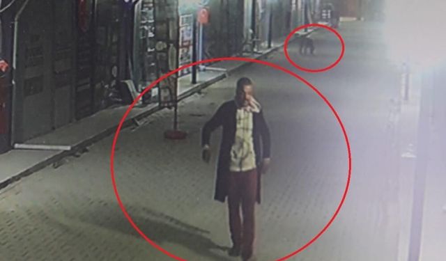 Hatay'da Vahşet: Madde Bağımlısı Şahıs Yavru Kedi ve Annelerini Sokak Köpeklerine Parçalattı