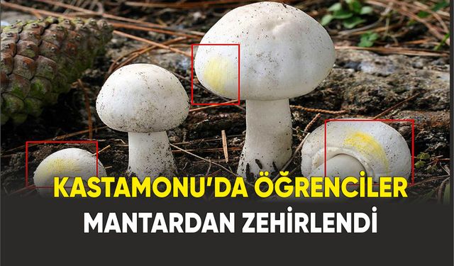 Kastamonu’da 5 öğrenci yedikleri mantardan zehirlenerek hastanelik oldu