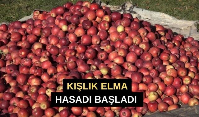 Kışlık Elma Hasadı Başladı: Çiftçiler Verim Düşüklüğünden Şikayetçi