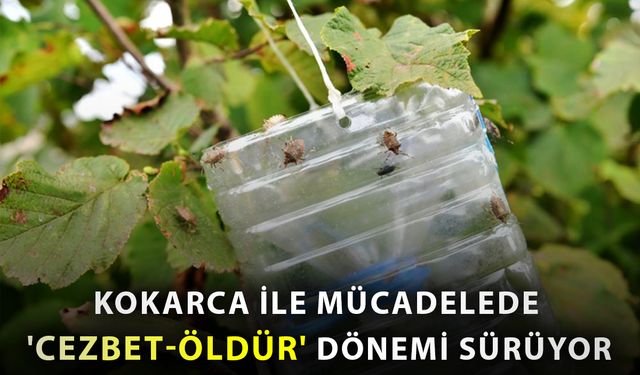 Kokarca ile mücadelede ’Cezbet-öldür’ dönemi sürüyor