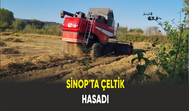 Sinop'ta Çeltik Hasadı Başladı: Üretici Verimden Memnun