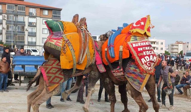Balıkesir'de Havut Giydirme Töreni Coşkuyla Gerçekleşti