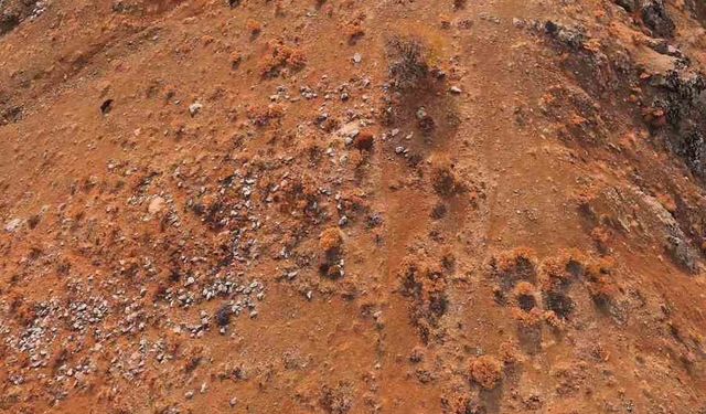 Elazığ'da Dağlık Alanda Yaban Domuzu Sürüsü Görüntülendi