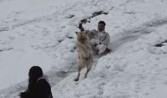 Ayder Yaylası’nda Karla Oynayan Köpek, Gençlerle Eğlenceli Anlar Yaşattı