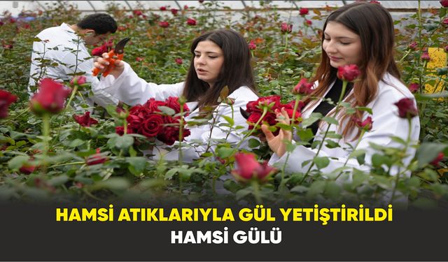 OMÜ’de Hamsi Atıklarıyla Topraksız Gül Yetiştirildi: Hamsi gülü