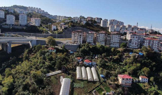 Şehir Merkezinde Tarım: Kardeşlerin Organik Seraları