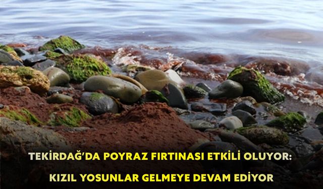Tekirdağ’da poyraz fırtınası etkili oluyor: Kızıl yosunlar gelmeye devam ediyor