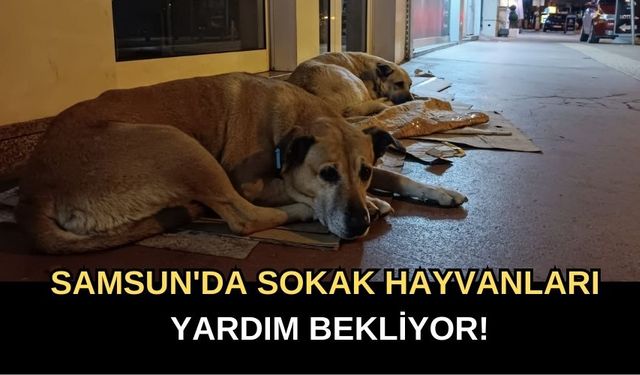 Samsun'da Sokak Hayvanları Yardım Bekliyor!