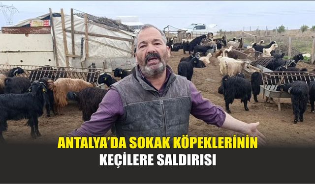 Antalya’da Sokak Köpeklerinin Keçilere Saldırısı
