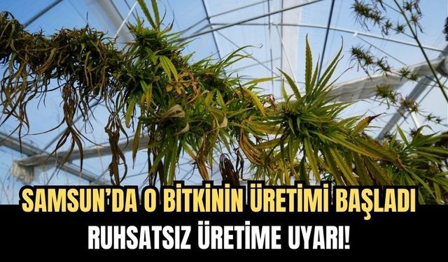 Samsun’da o bitkinin Üretimi Başladı Ruhsatsız Üretime Uyarı!