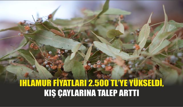Ihlamur Fiyatları 2.500 TL’ye Yükseldi, Kış Çaylarına Talep Arttı
