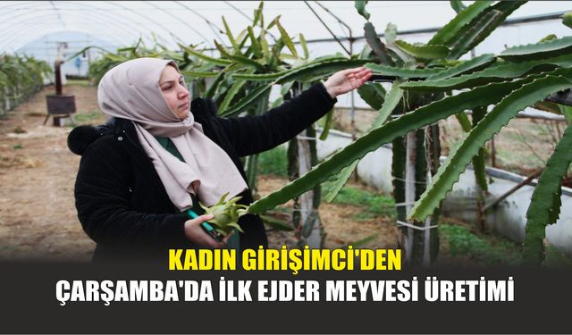 Kadın girişimci'den Çarşamba'da İlk Ejder Meyvesi Üretimi