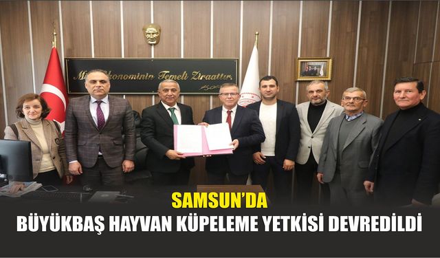 Samsun’da Büyükbaş Hayvan Küpeleme Yetkisi Devredildi