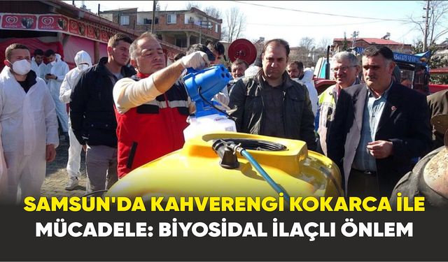 Samsun’da kahverengi kokarca ile mücadele: Biyosidal ilaçlı önlem