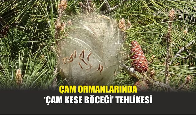 Çam Ormanlarında ‘Çam Kese Böceği’ Tehlikesi
