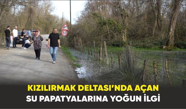 Kızılırmak Deltası’nda açan su papatyalarına yoğun ilgi