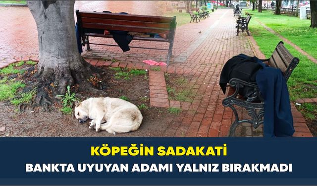 Köpeğin sadakati: Bankta uyuyan adamı yalnız bırakmadı
