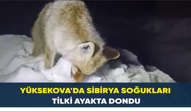 Yüksekova'da Sibirya soğukları: Tilki ayakta dondu