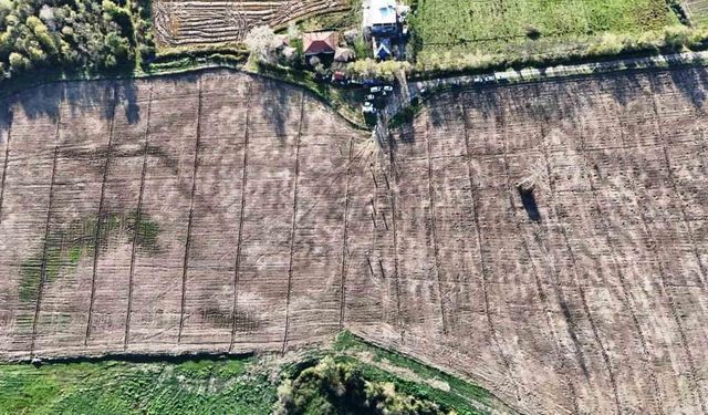 Türkiye'deki şehirler, Samsun'da üretilen fidanlarla yeşerdi