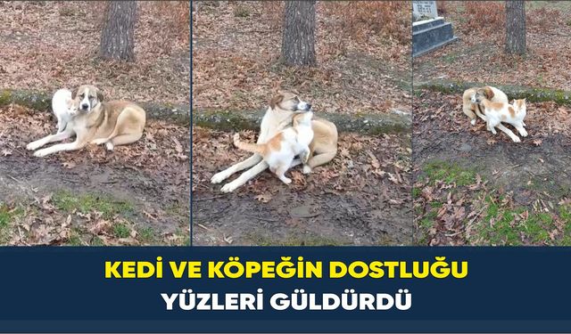 Kedi ve köpeğin dostluğu yüzleri güldürdü
