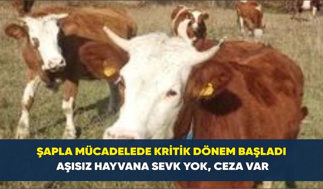 Şapla mücadelede kritik dönem başladı: Aşısız hayvana sevk yok, ceza var