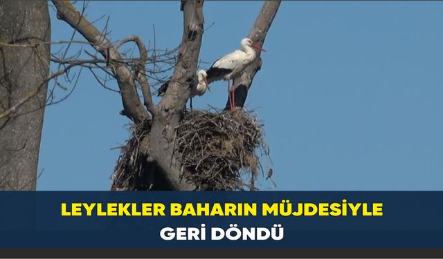 Leylekler baharın müjdesiyle geri döndü