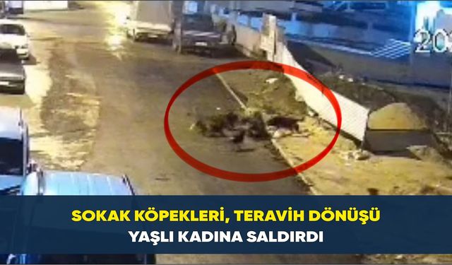 Sokak köpekleri, Teravih dönüşü yaşlı kadına saldırdı