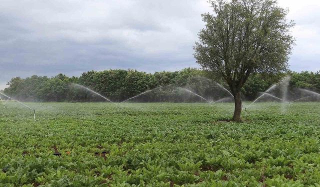 Samsun'da tarım, hayvancılık ve kırsal kalkınmaya 3 milyar TL üzerinde destek